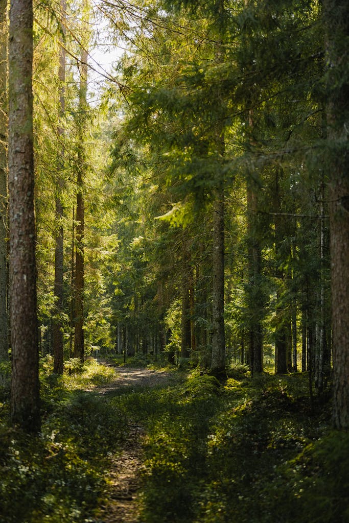 A tranquil forest scene with a sunlit pathway surrounded by tall trees.