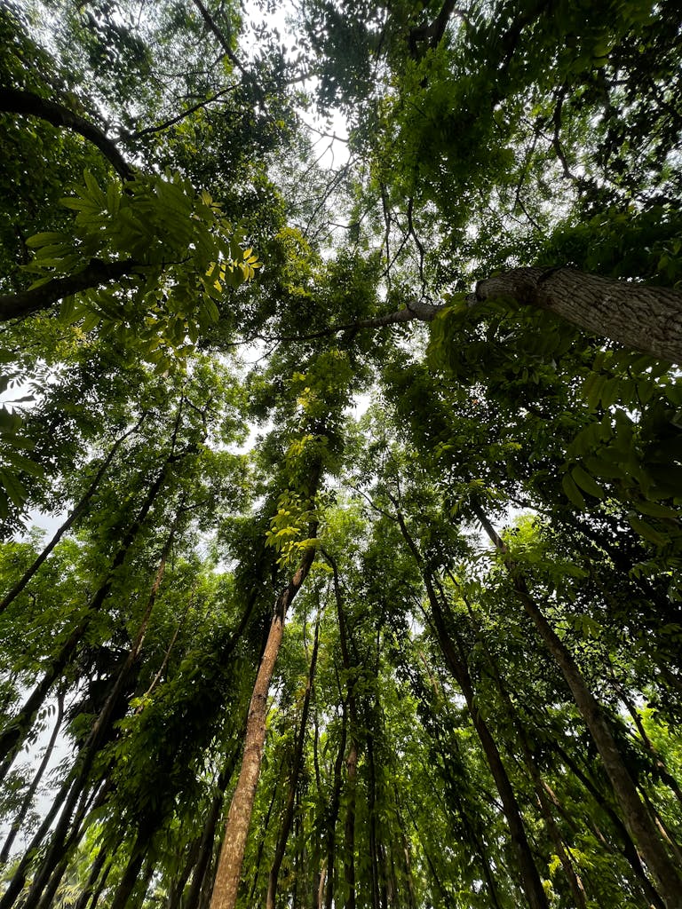 A view of a verdant forest canopy in Rajbari, Dhaka Division, showcasing tall trees and vibrant green foliage.
