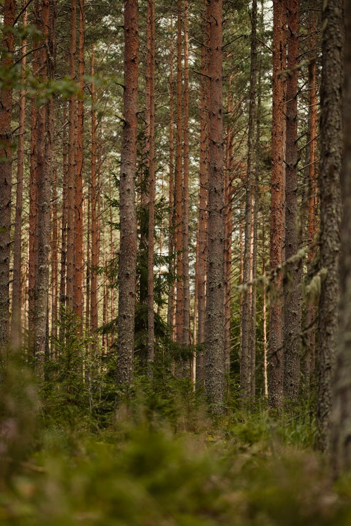 Explore the tranquil beauty of a dense coniferous forest with towering tree trunks.